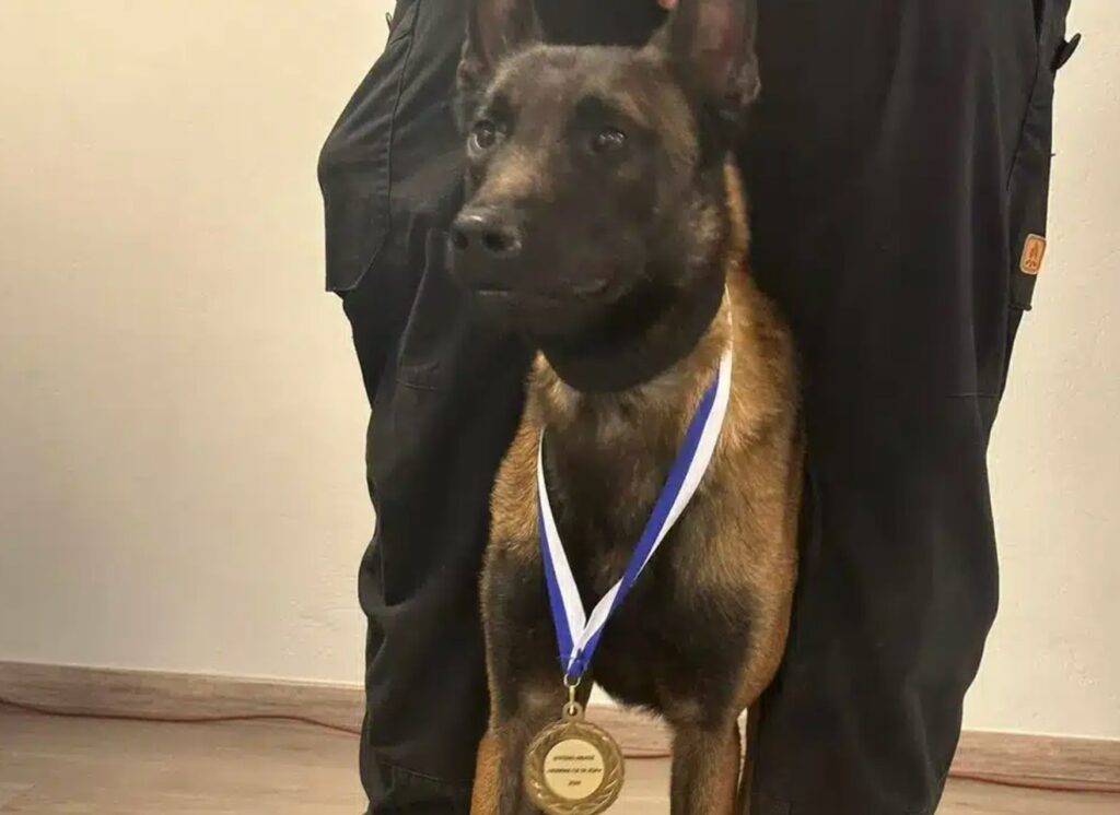 Όχι, τον Echo ρε γ@@@@! Θρήνος για τον σκύλο που συμμετείχε σε έρευνες για τα Τέμπη και δολοφονίες – Τον… Όχι,-τον-echo-ρε-γ@@@@!-Θρήνος-για-τον-σκύλο-που-συμμετείχε-σε-έρευνες-για-τα-Τέμπη-και-δολοφονίες-–-Τον…