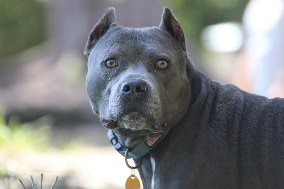 Ζάκυνθος:-Σοκάρει-ο-πατέρας-του-2χρονου-που-το-έ@@@@-το-πιτμπουλ-–-Συγκλονίζει-η-τελευταία-κίνηση-του-μικρού,-προτού-ξεψυχήσει-–-“Με-κοίταξε-και…”