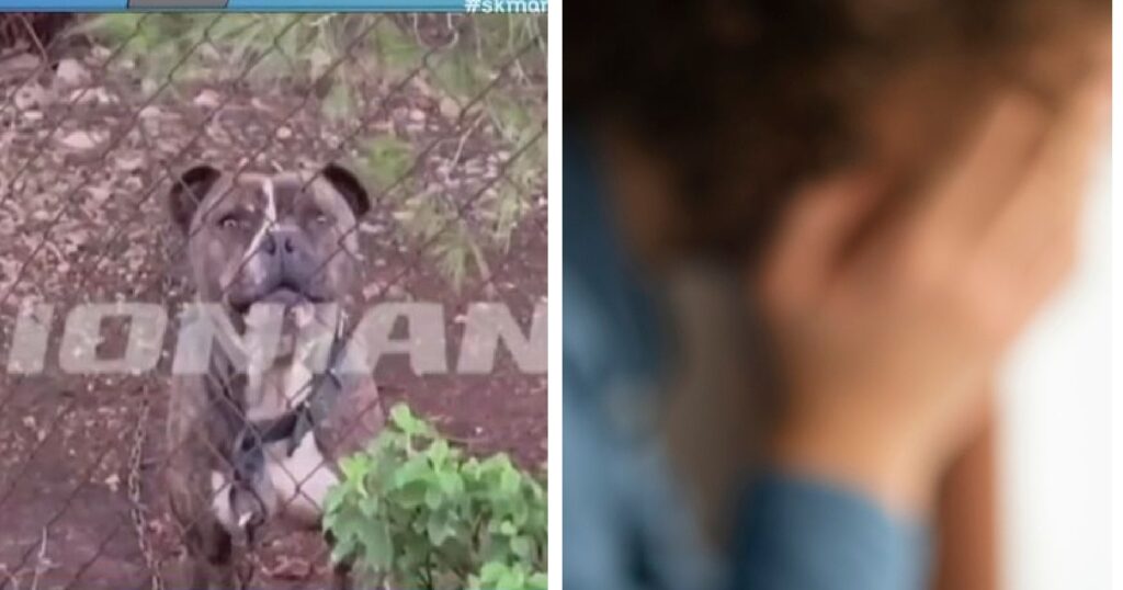 Ζάκυνθος: Σε σοκ οι διασώστες, που είδαν το 2χρονο, μετά την επίθεση πιτμπουλ – Το ανατριχιαστικό στοιχείο, που δεν είχαν ξαναδεί Ζάκυνθος:-Σε-σοκ-οι-διασώστες,-που-είδαν-το-2χρονο,-μετά-την-επίθεση-πιτμπουλ-–-Το-ανατριχιαστικό-στοιχείο,-που-δεν-είχαν-ξαναδεί