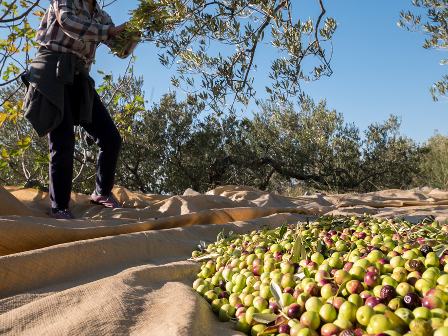 Τραγωδία στην Ηλεία: Οι συγγενείς του βρίσκονται σε σοκ, μετά από όσα είδαν με τα μάτια τους – Πήγε να μαζέψει ελιές, αλλά… Ηλεία:-Ανείπωτη-οικογενειακή-τραγωδία!-33χρονος-ξύπνησε-για-να-μαζέψει-τις-ελιές-του-και…
