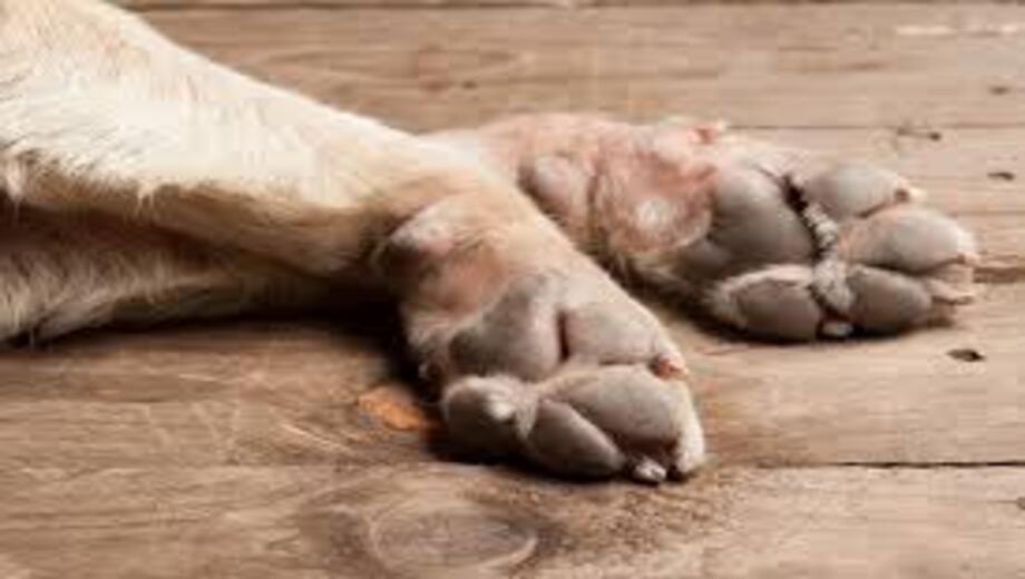 Φοβερό περιστατικό στη Λαμία! Πέθανε το αφεντικό του και ο σκύλος… Φοβερό-περιστατικό-στη-Λαμία!-Πέθανε-το-αφεντικό-του-και-ο-σκύλος…