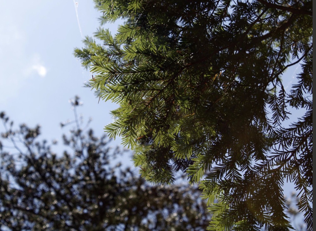 Αυτό-το-δέντρο-στην-Ελλάδα-πολεμά-τον-καρκίνο!-Είναι-εχθρός-του-καρκίνου-λένε-οι-ειδικοί