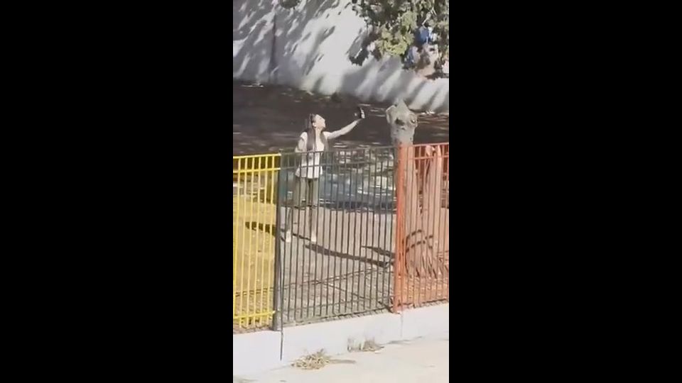 Άνω Λιόσια – Νηπιαγωγείο: “Θα φωνάζω όσο θέλω” – Στο νοσοκομείο η διευθύντρια – Ψάχνουν τους γονείς Άνω-Λιόσια-–-Νηπιαγωγείο:-“Θα-φωνάζω-όσο-θέλω”-–-Στο-νοσοκομείο-η-διευθύντρια-–-Ψάχνουν-τους-γονείς